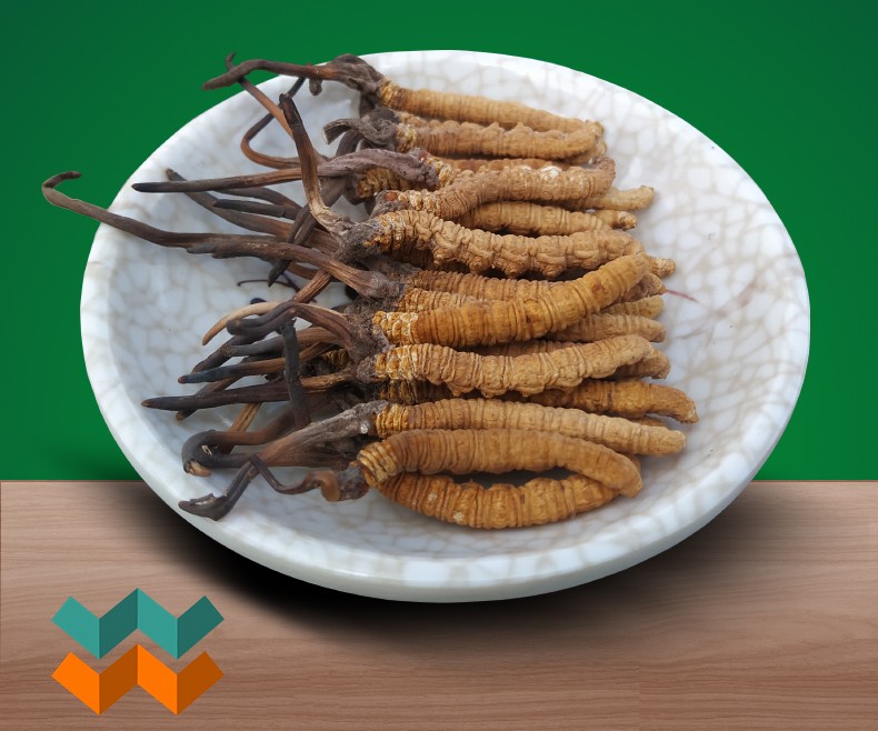 尹阮氏出品 必属于精品 那曲野生冬虫夏草 天然野生 高海拔 自然生长