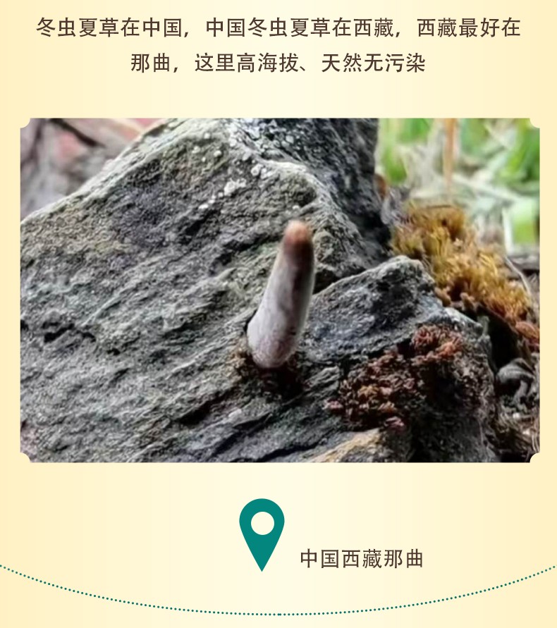 冬虫夏草在中国，中国冬虫夏草在西藏，西藏最好在那曲，这里高海拔、天然无污染 中国西藏那曲