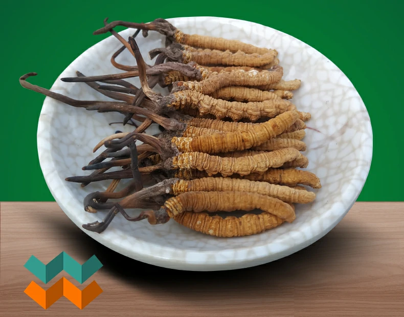 尹阮氏那曲野生冬虫夏草