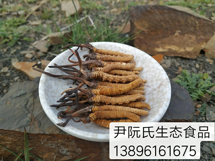 尹阮氏那曲野生冬虫夏草